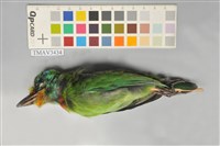 藏品(五色鳥)的圖片